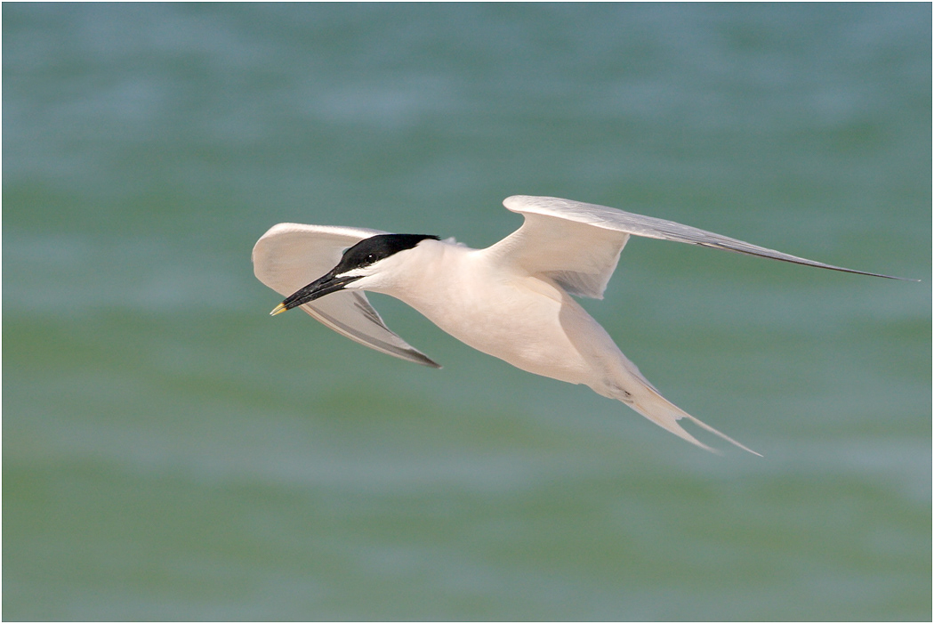 Sandwich Tern, Florida, USA