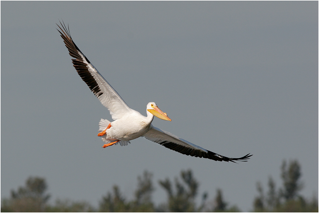 American White Pelican, Florida , USA