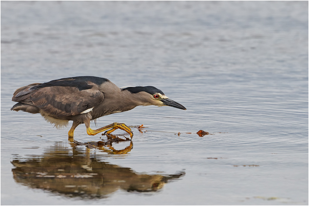 Black-crowned Night Heron hunting