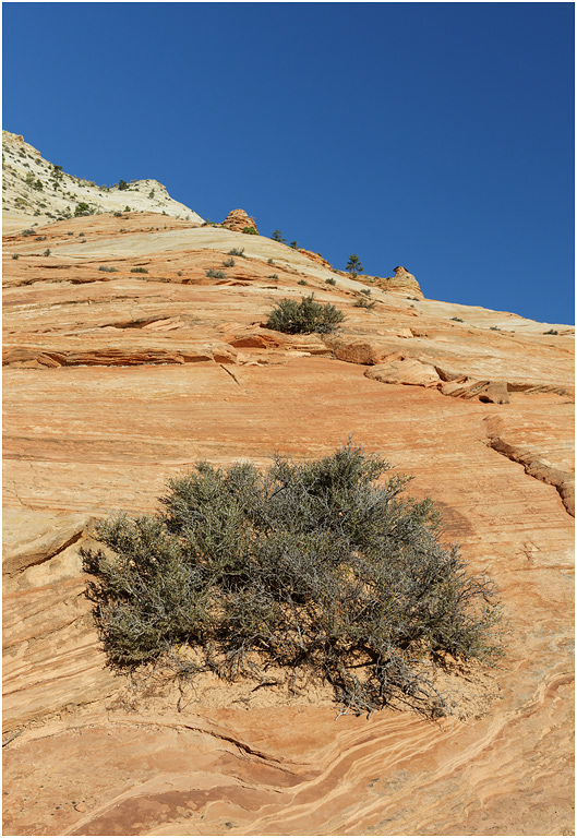Cross-bedded Navajo Sandstone, near Zion, Utah