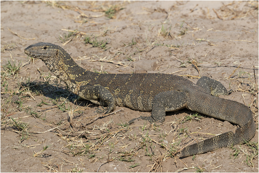 Nile Monitor Lizard - Chobe River, Botswana