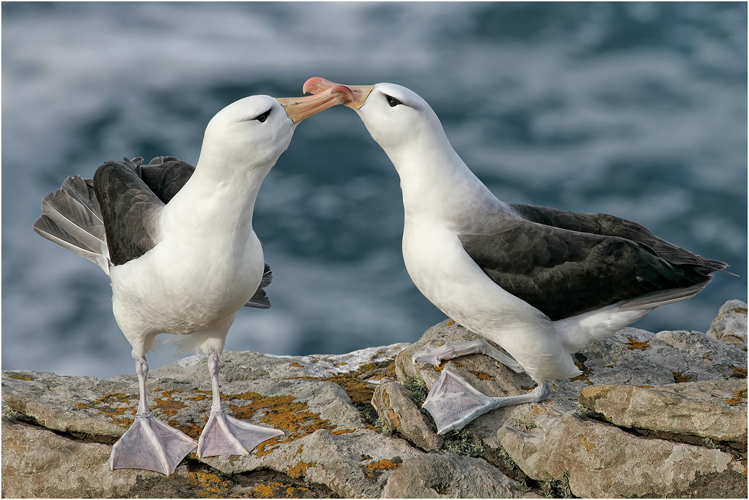 Black-browed Albatross courtship