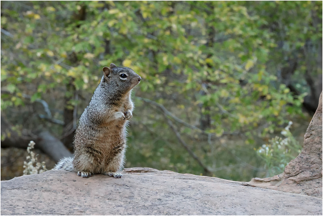 Rock Squirrel, Utah, USA