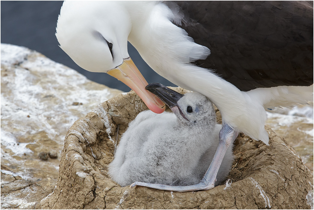 Black-browed Albatross & chick
