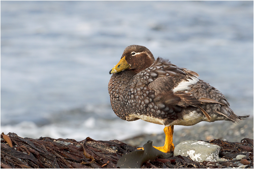 Falklands Steamer, female