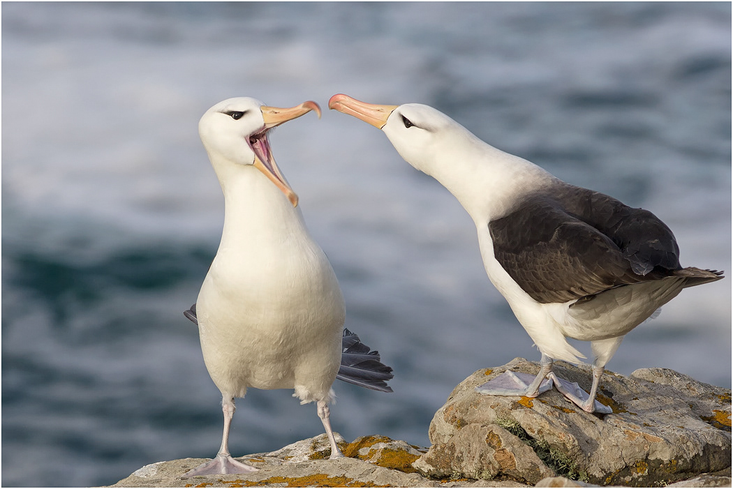 Black-browed Albatross courtship