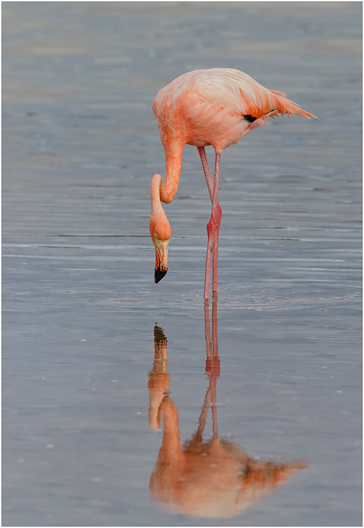 Greater Flamingo, Galapagos Islands