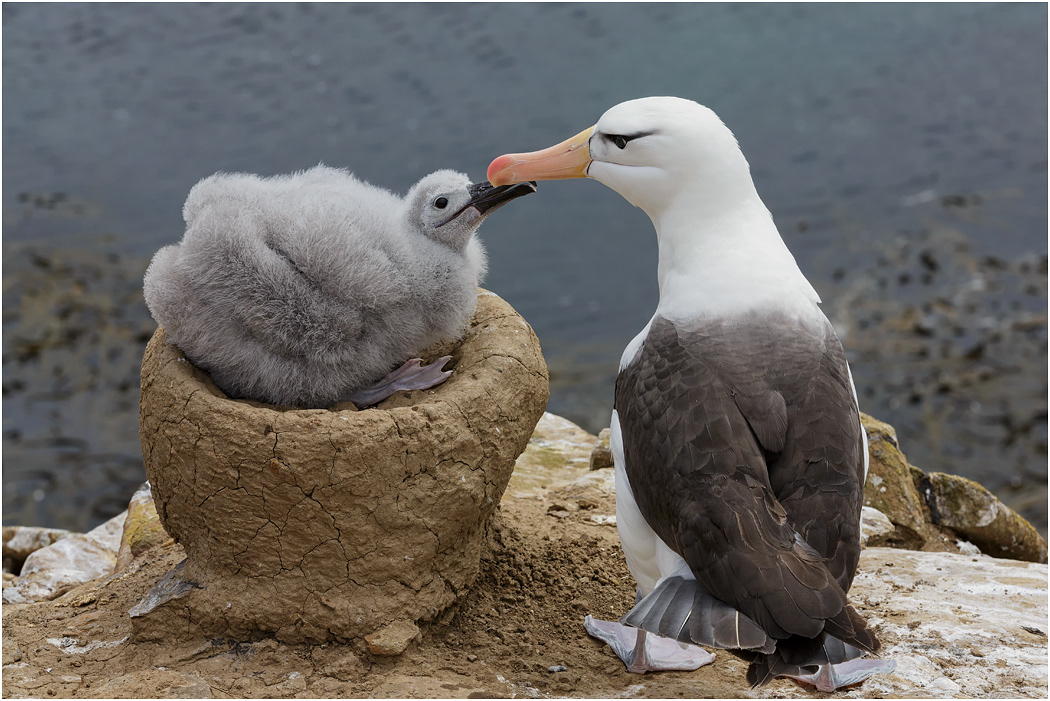 Black-browed Albatross & chick