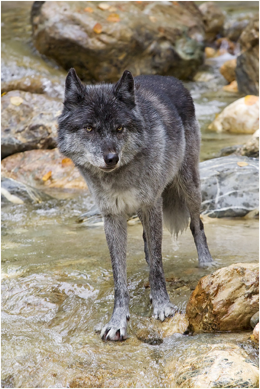 Gray Wolf, British Columbia, Canada