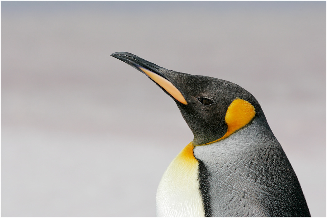King Penguin portrait