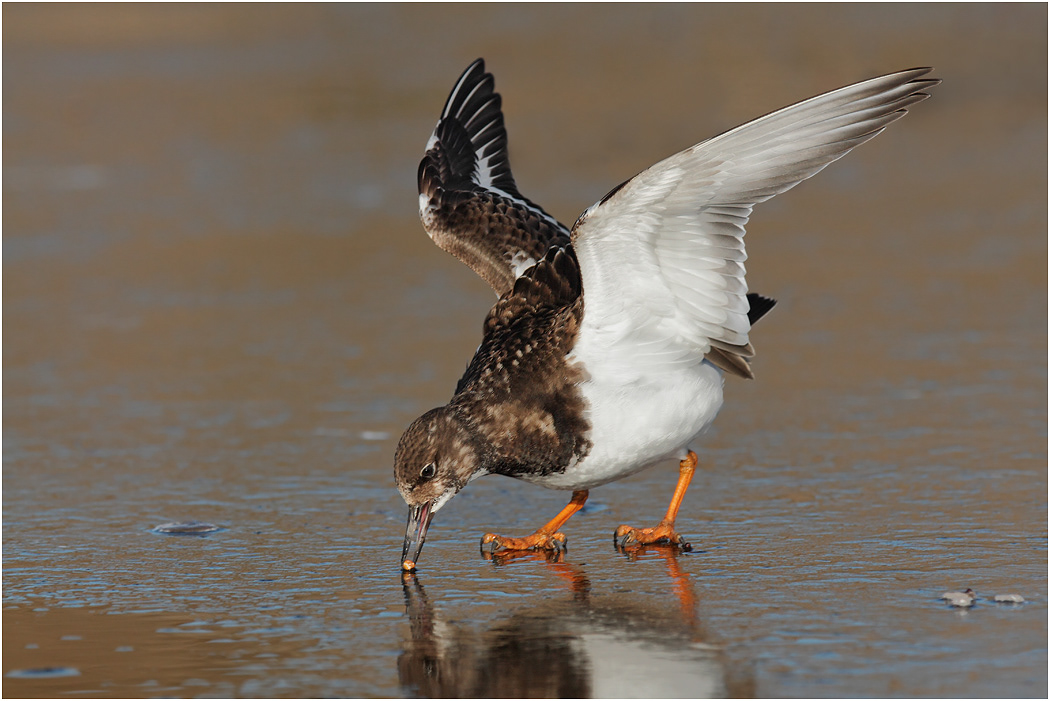 Turnstone feeding, Winter, Norfolk