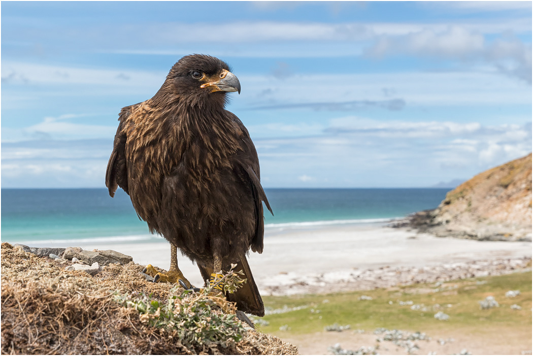 Striated Caracara