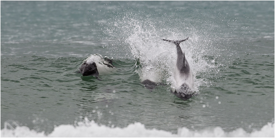 Commerson's Dolphin
