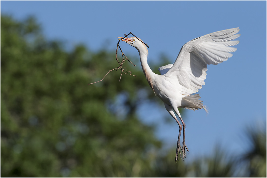 Cattle Egret, Florida, USA