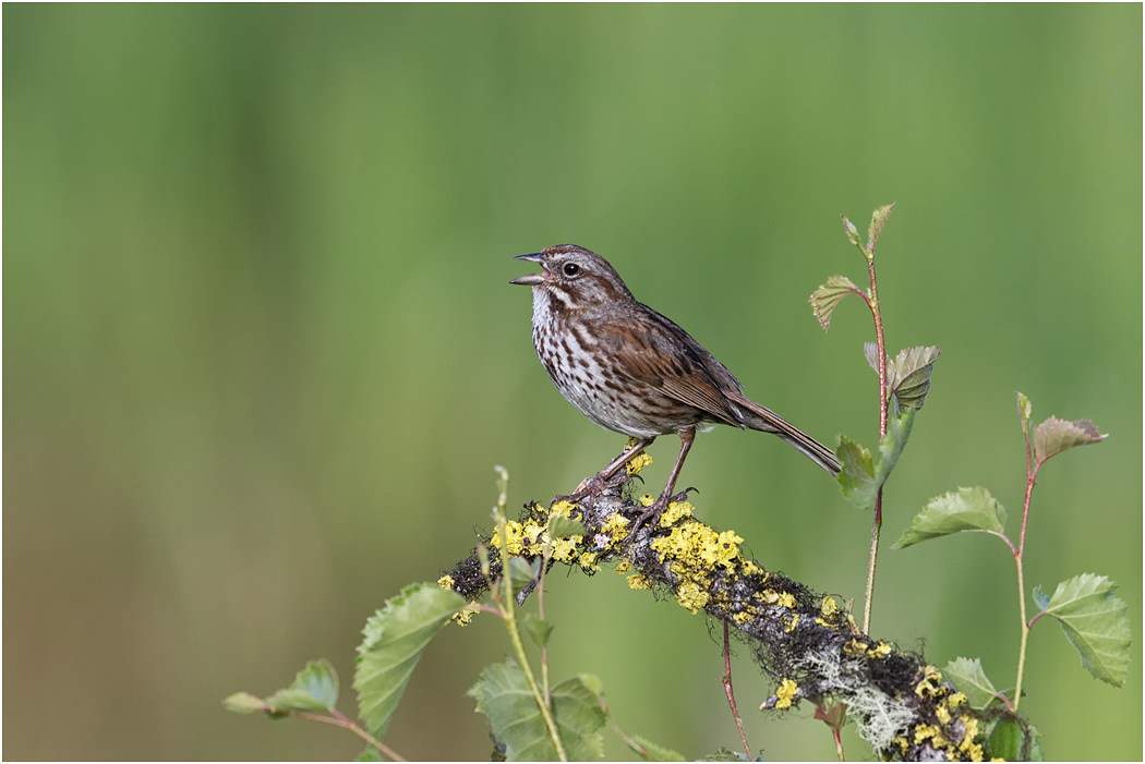 Song Sparrow, BC, Canada