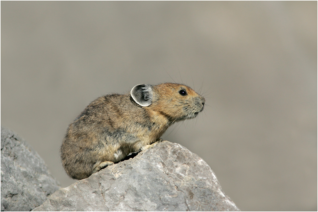 Pika, Alberta, Canada