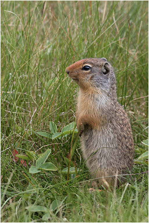 Columbian Ground Squirrel, Alberta, Canada