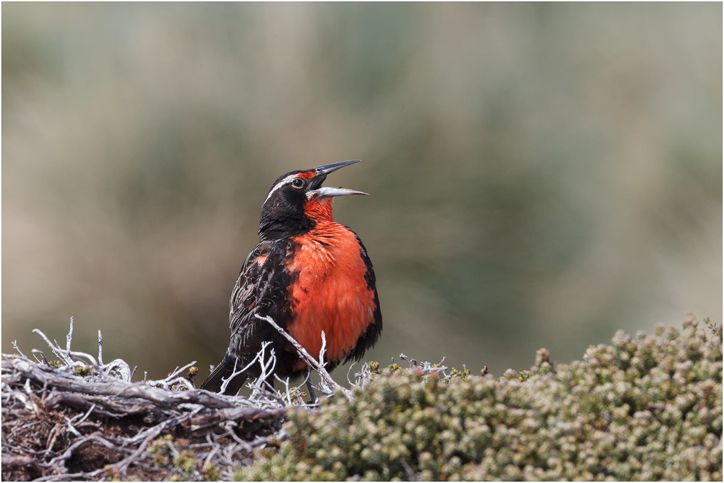 Long-tailed Meadow Lark