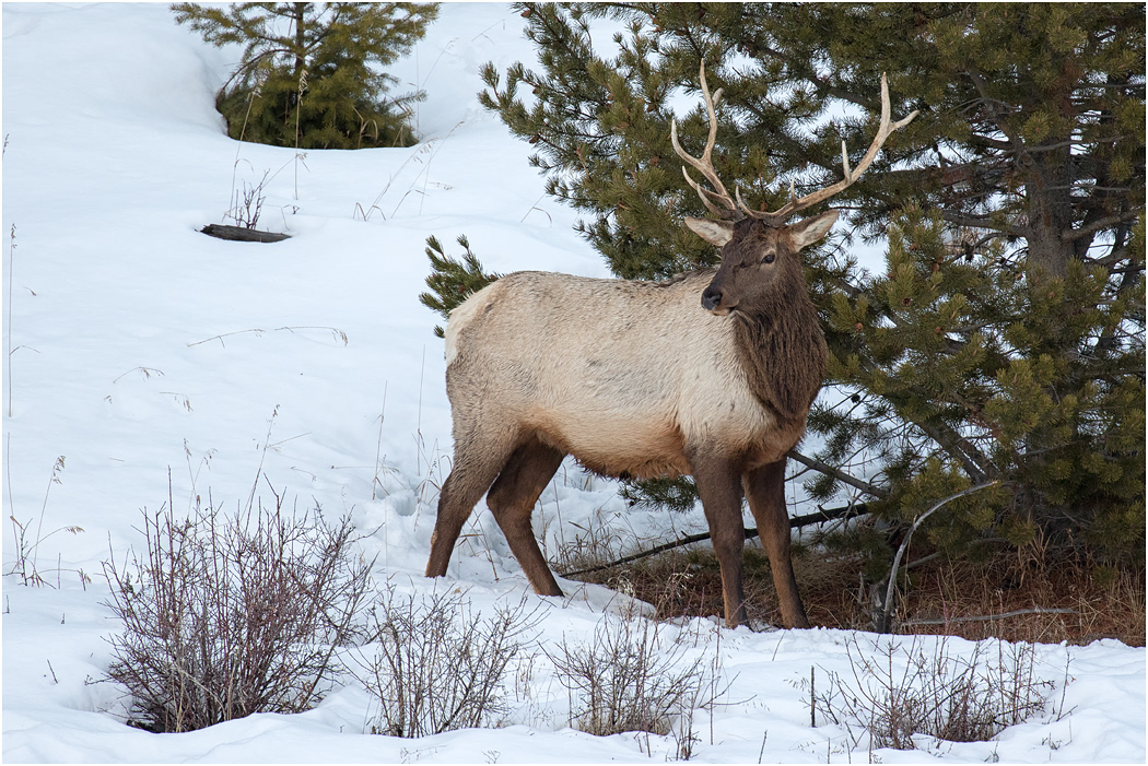 Bull Elk, Yellowstone NP, USA