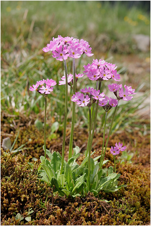 Bird's Eye Primrose