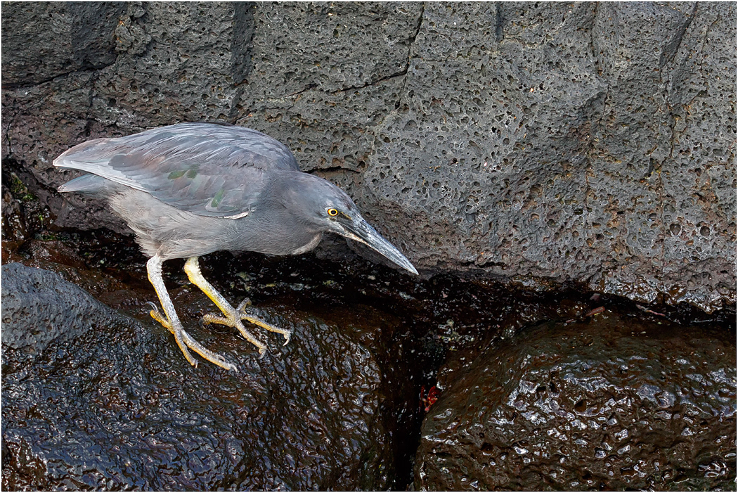Lava Heron hunting for crabs, Galapagos Islands