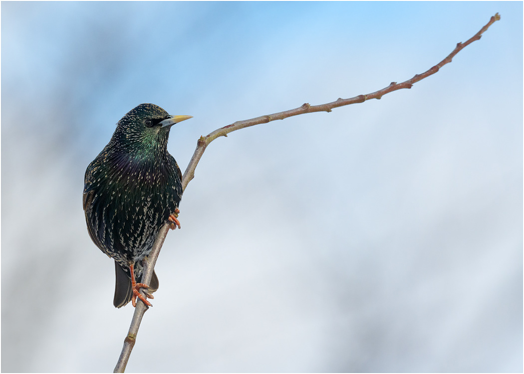 Starling, Winter plumage