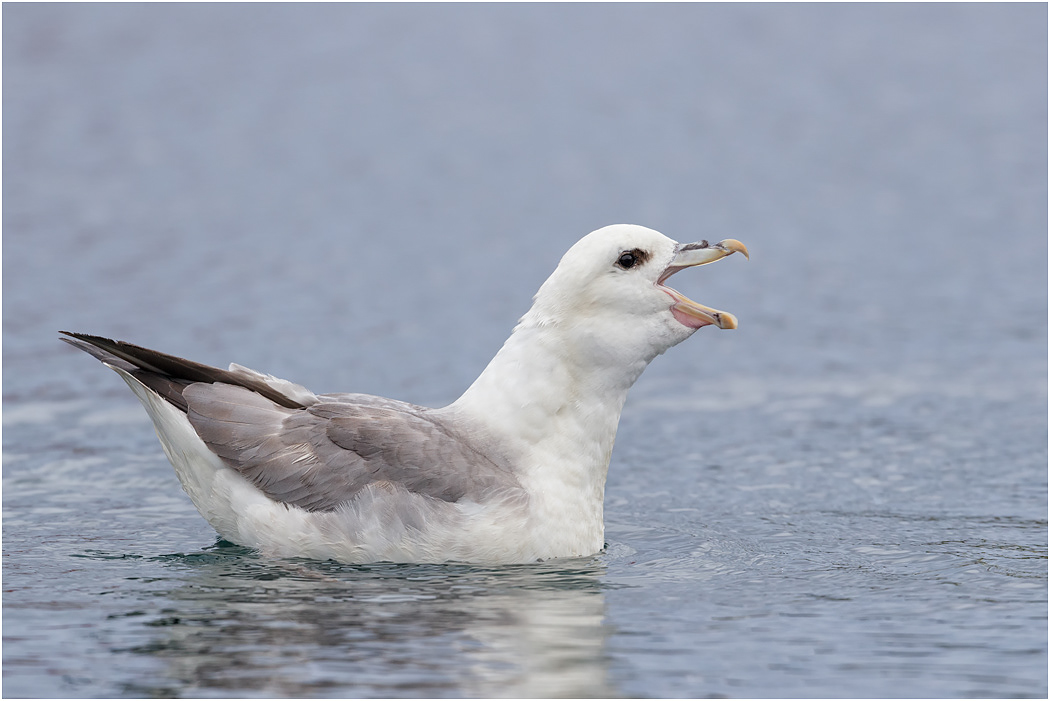 Fulmar Petrel - Iceland