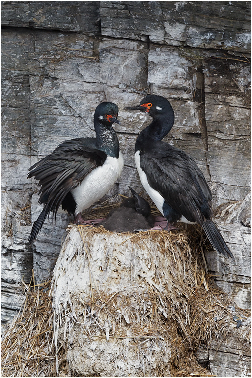 Rock Shag at nest with young