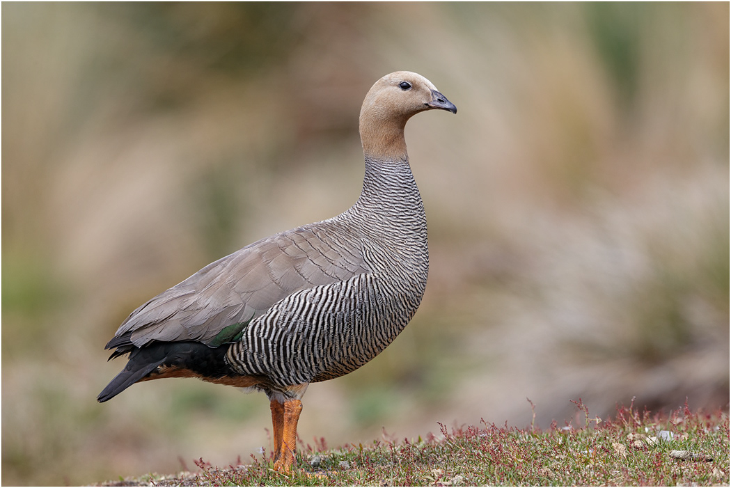 Ruddy-headed Goose