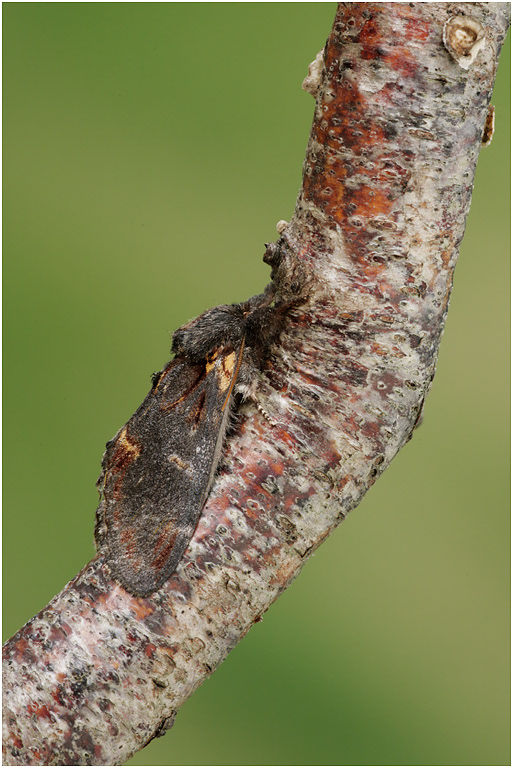Iron Prominent