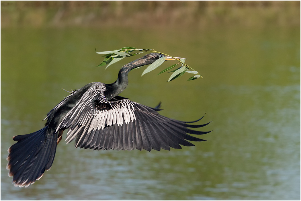 Anhinga, Florida, USA