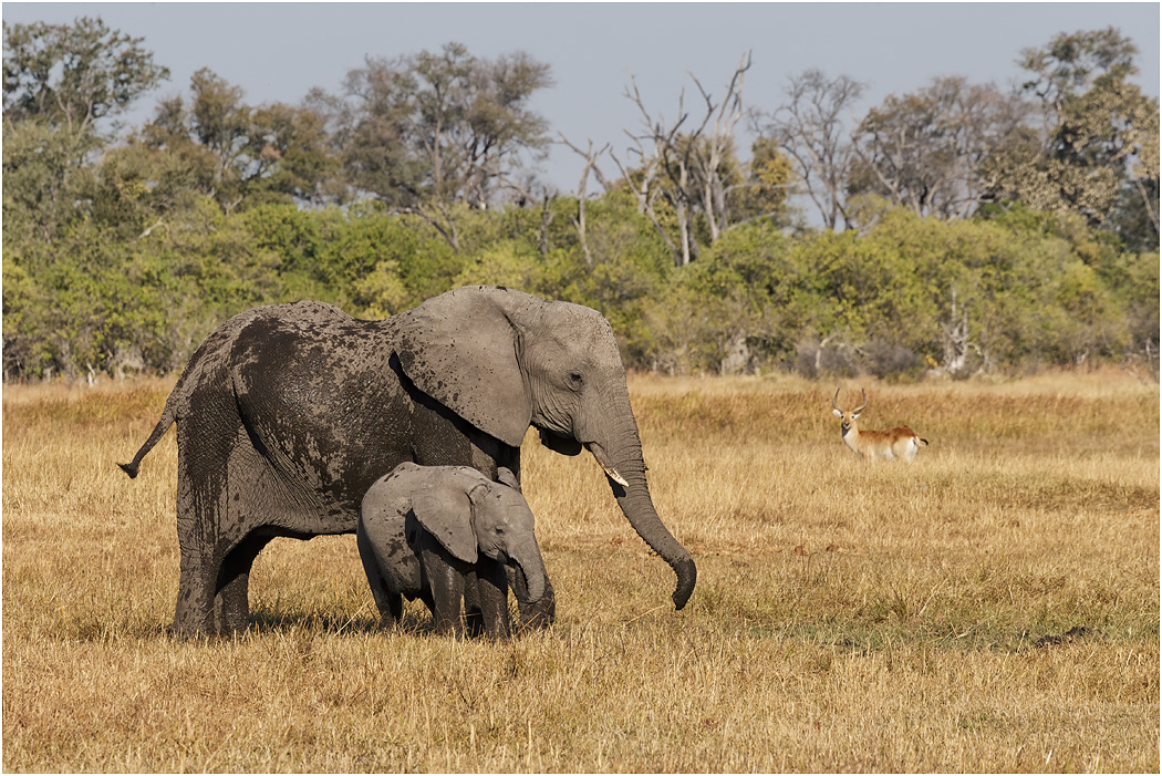Elephant Mother & Calf - Botswana