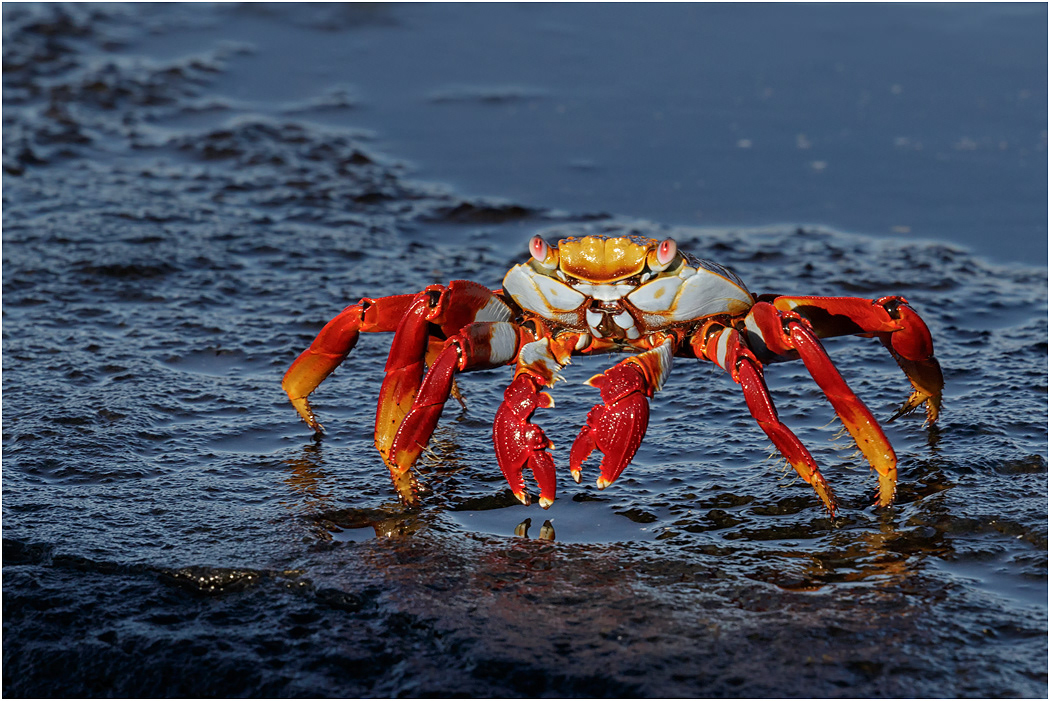 Sally Lightfoot Crab, Galapagos Islands