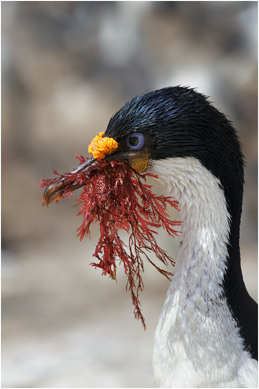 King Cormorant