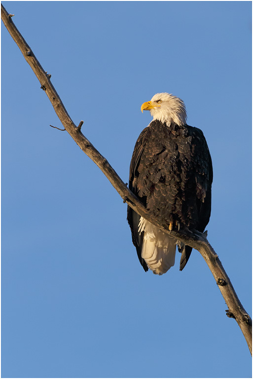 Bald Eagle, Chilkat River, Alaska