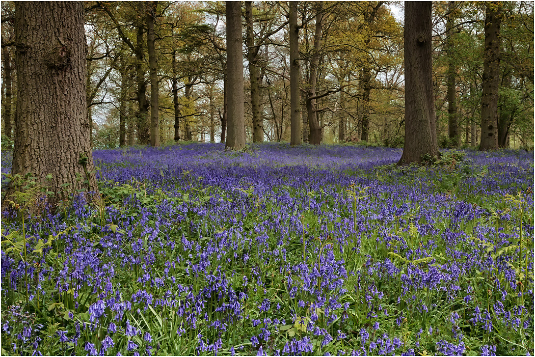 Bluebells
