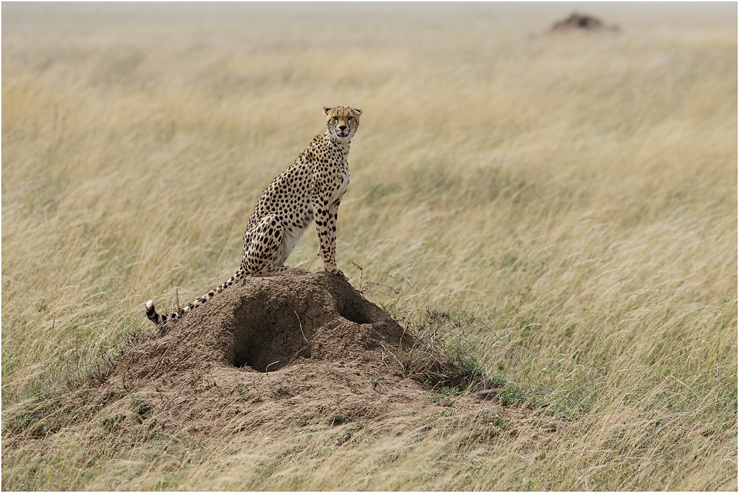 Cheetah on a Termite mound - Central Serengeti, Tanzania