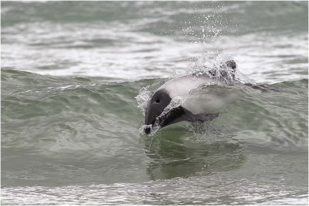 Commerson's Dolphin