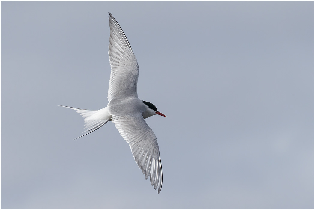 Arctic Tern - Iceland