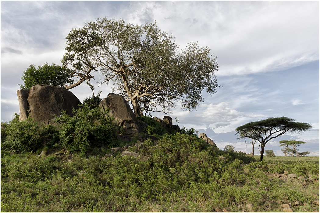Kopje, favoured Leopard haunts - Central Serengeti, Tanzania