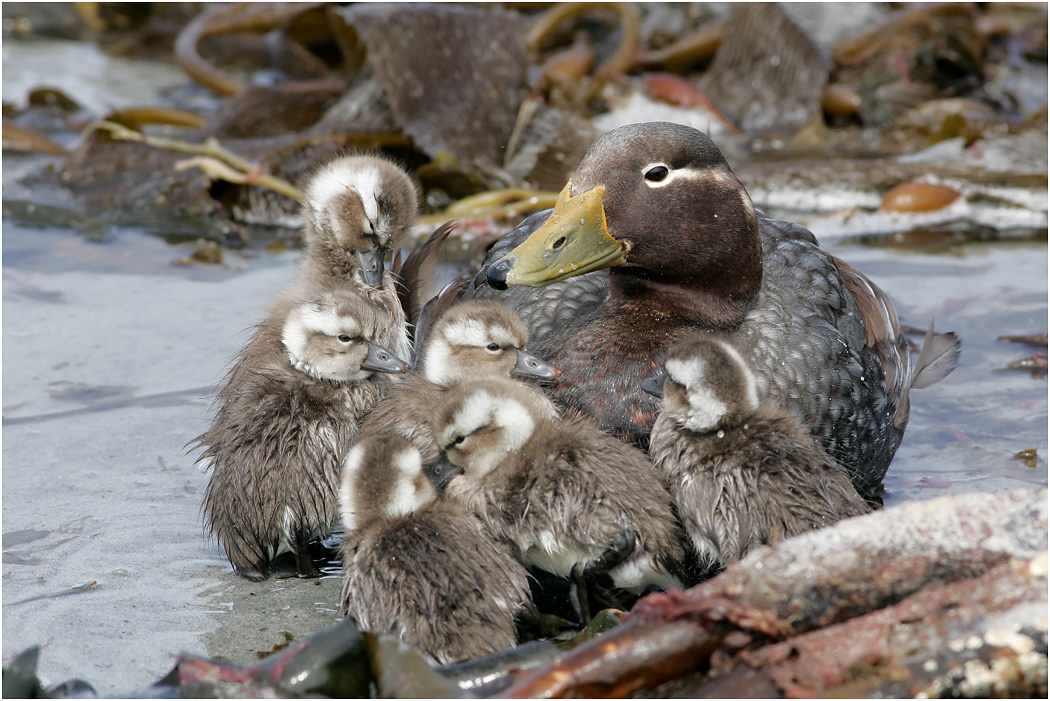 Falklands Steamer Duck with chicks