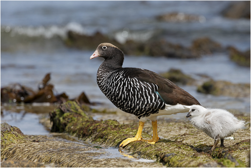 Kelp Goose, female with chick
