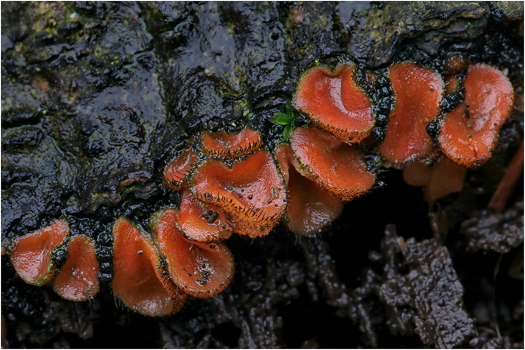 Eyelash Fungus - Scutellinia scutellata
