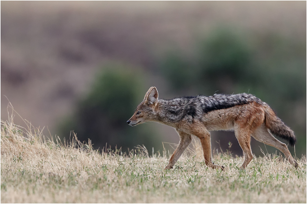 Black-backed Jackal - Ngorongoro Crater, Tanzania