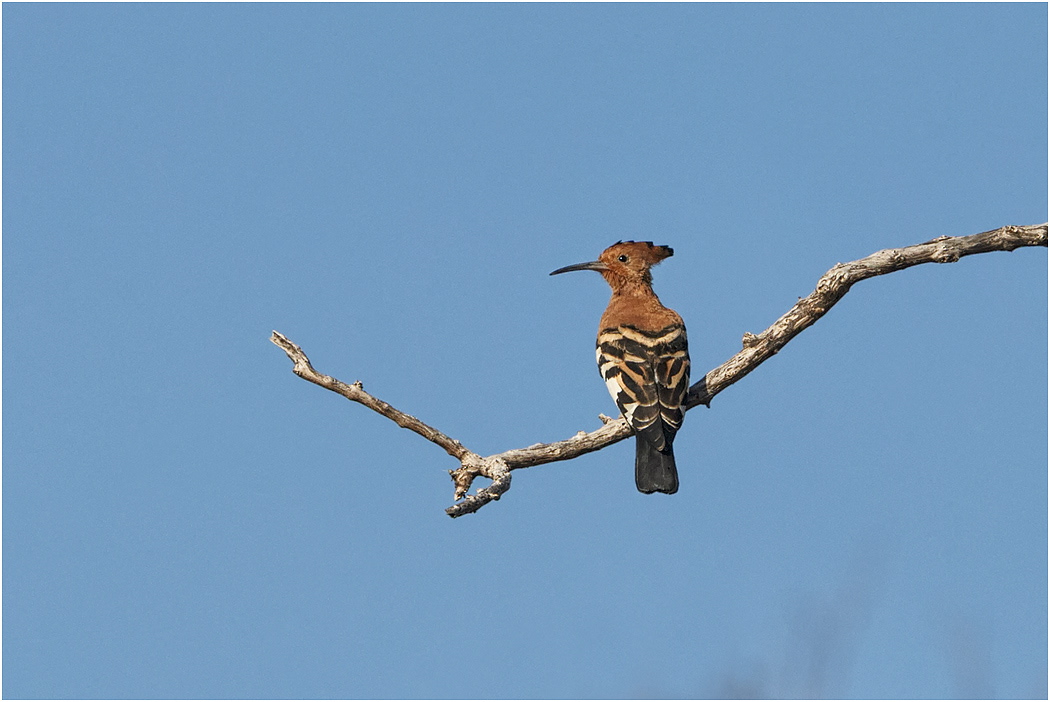Hoopoe - Botswana