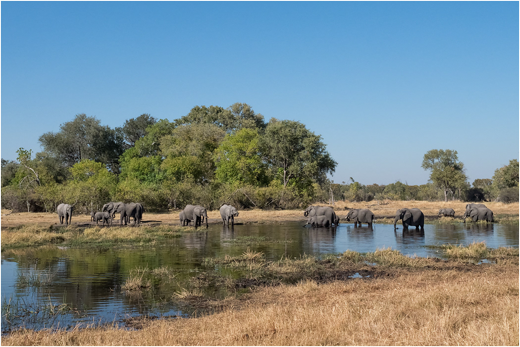 African Elephant Herd at the River - Botswana
