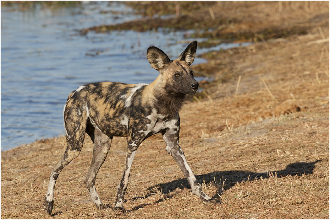 Wild or Painted Dog - Botswana