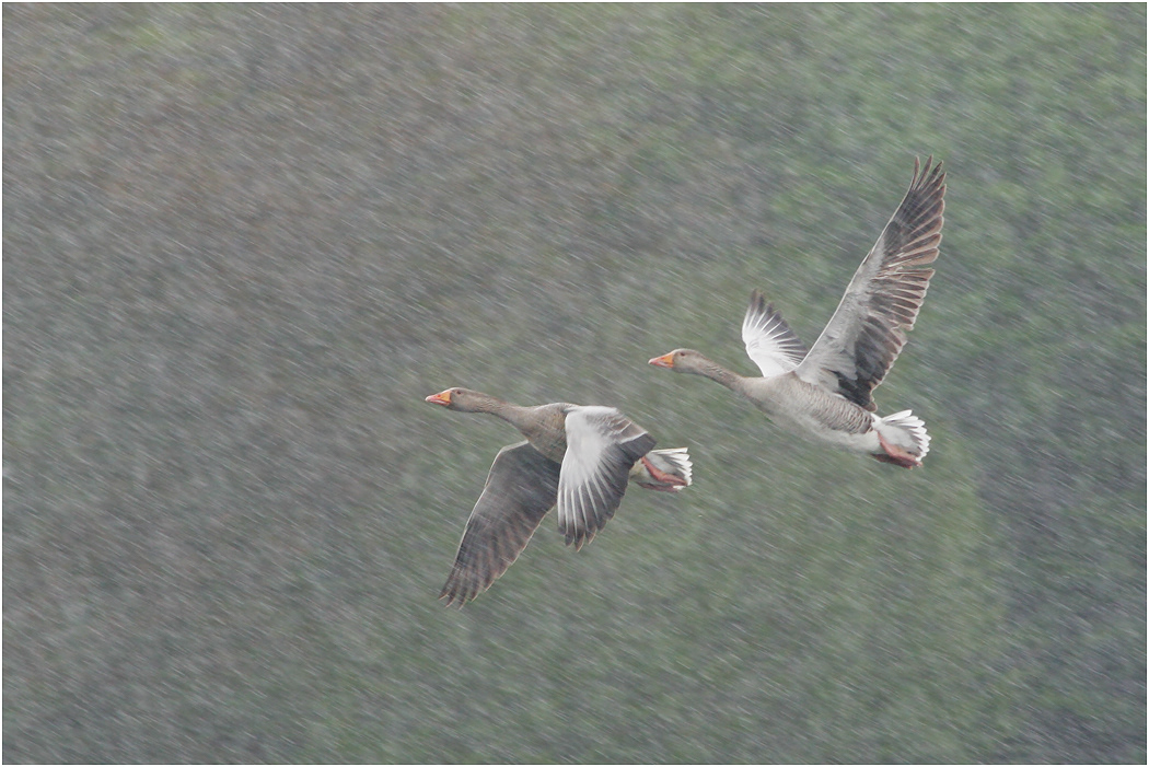 Greylag Geese flying in rain