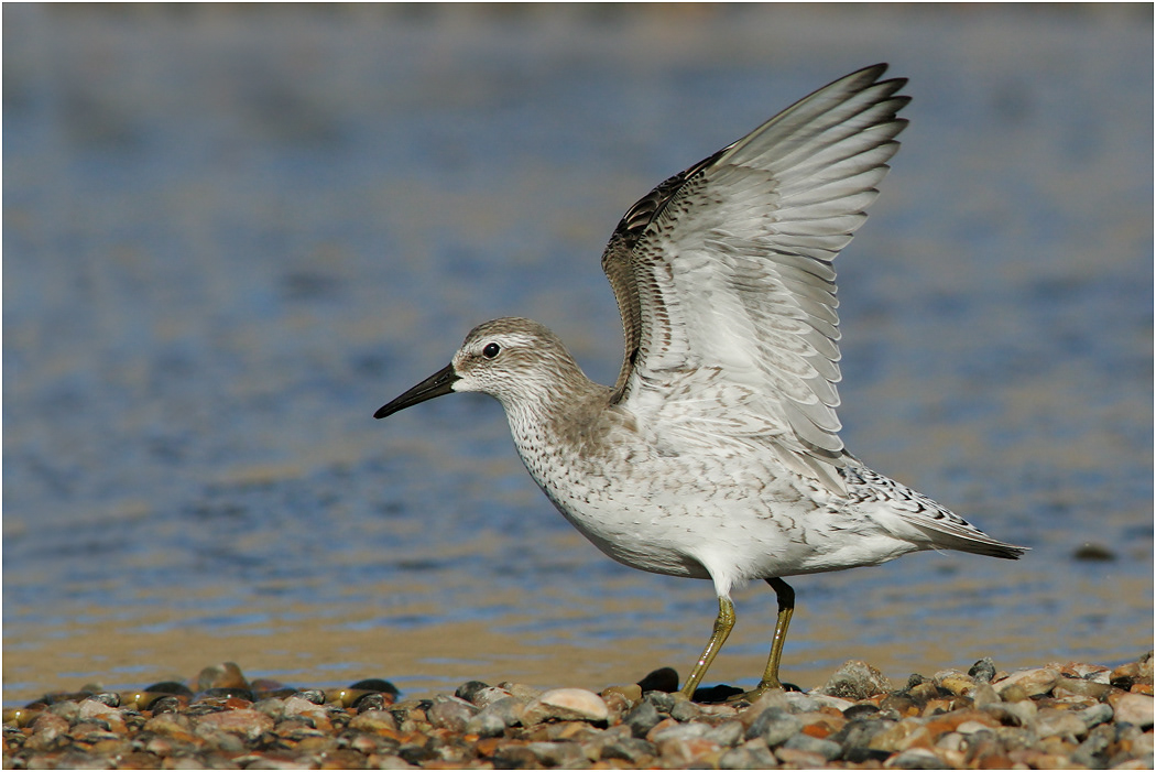 Knot, Winter plumage, Norfolk