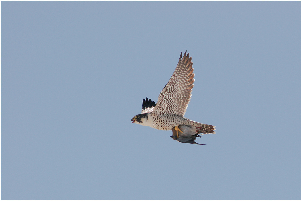 Peregrine Falcon with prey (Dove), Florida, USA